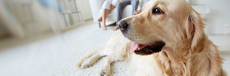 Nahaufnahme eines Hundes, der auf einem weißen Teppichboden liegt. Im Hintergrund sind die Beine mehrerer Personen erkennbar, die auf einem weißen Sofa sitzen.